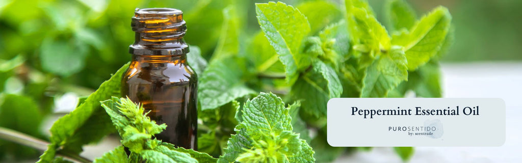 Puro Sentido Guide: All About Peppermint Oil