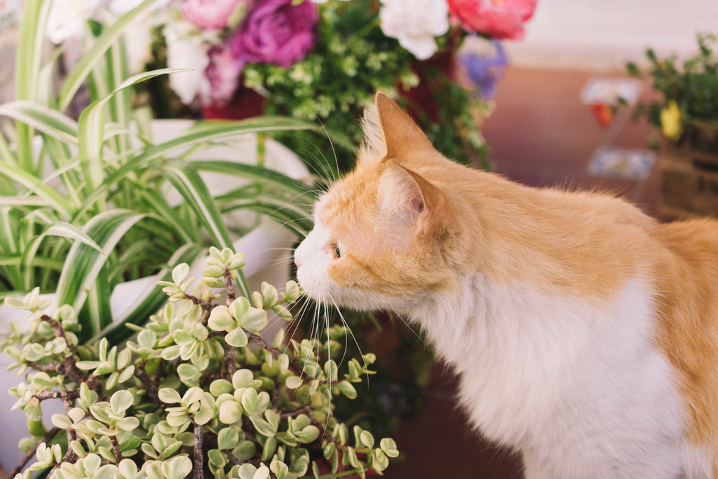 Are essential oils safe for pets?